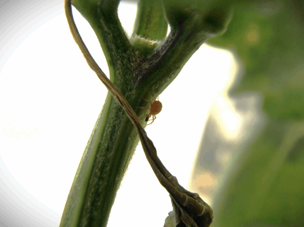 Anystis Baccarum